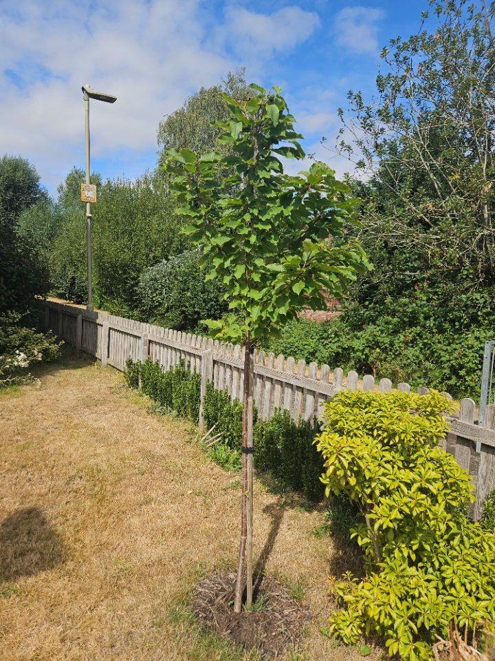 A young staked cherry tree growing in a lawn beside a wooden picket fence