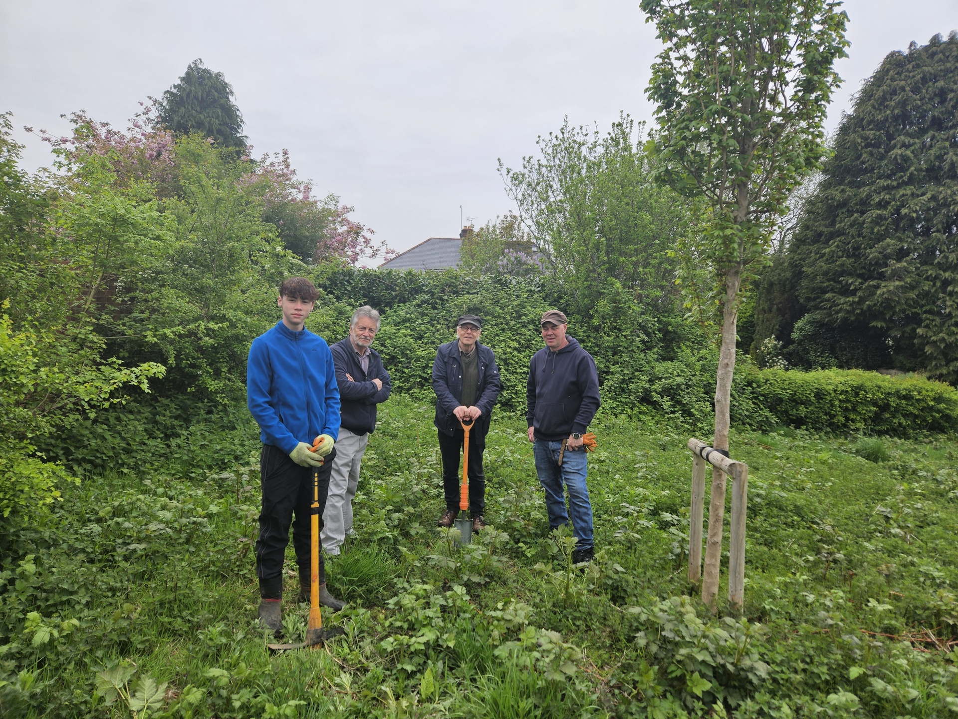 Tree Establishment Experiment in Petersfield