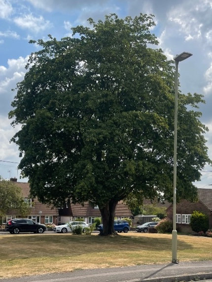 Mature Tree