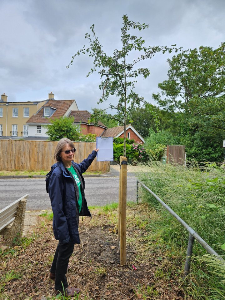 Newly Planted Tree